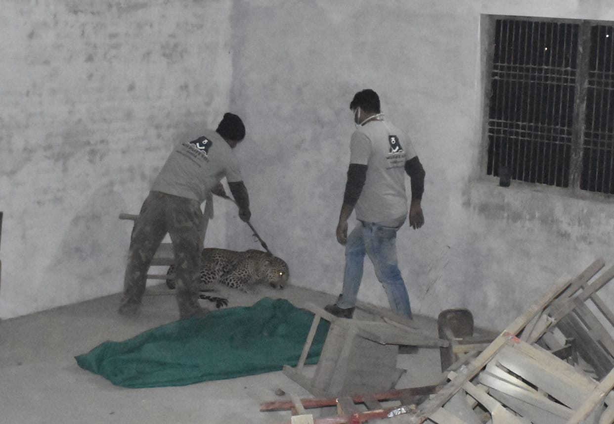 Leopard entered the college, scratched one, was caught after 11 hours