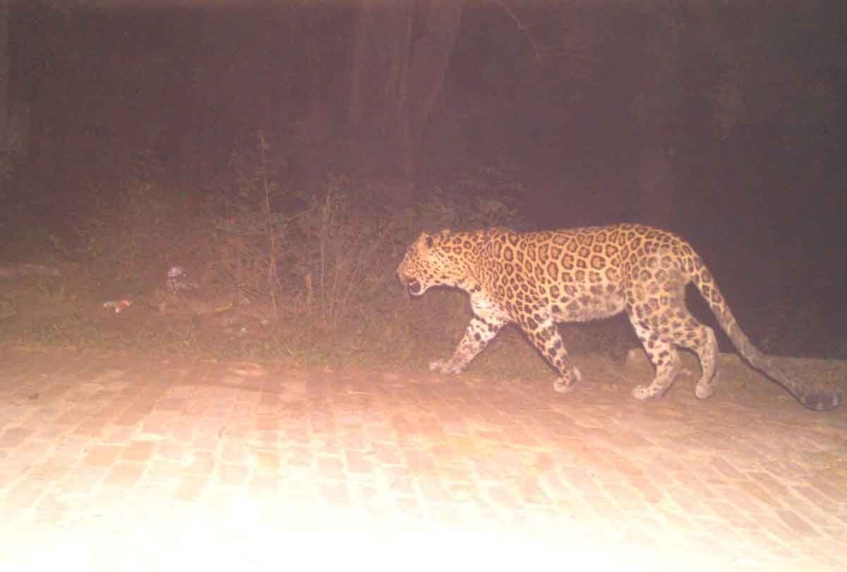 Leopard spotted in Greno West, RWA warns residents