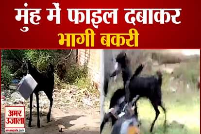got ran away important file with in mouth kanpur video viral