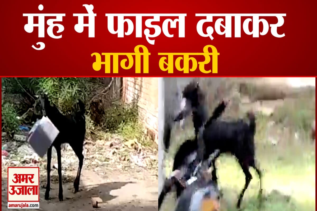 यूपी न्यूज