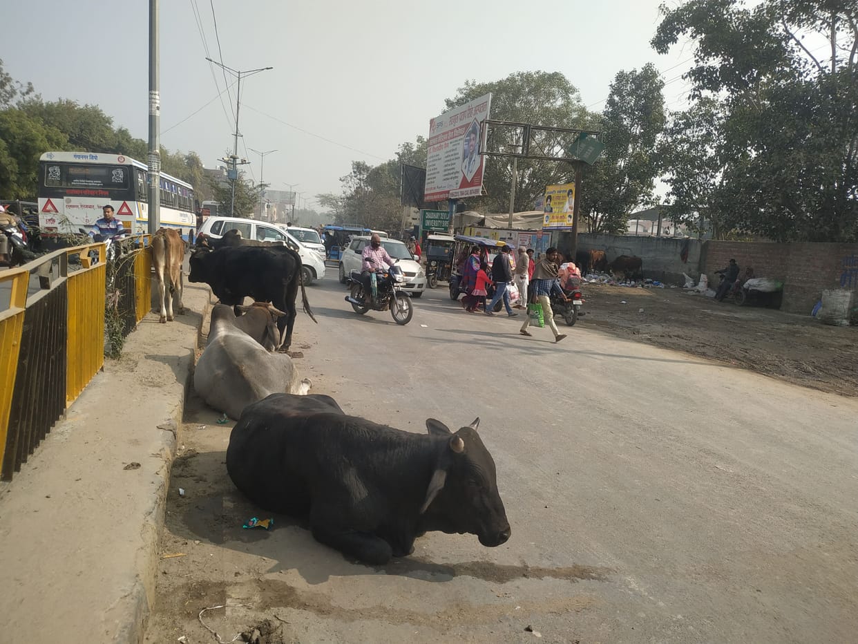 Reflector belt will be worn to unclaimed animals to prevent road accidents