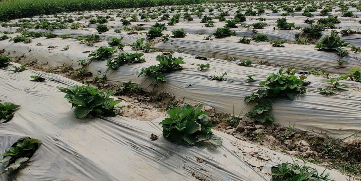 People will taste the strawberry flavor of Amethi from January