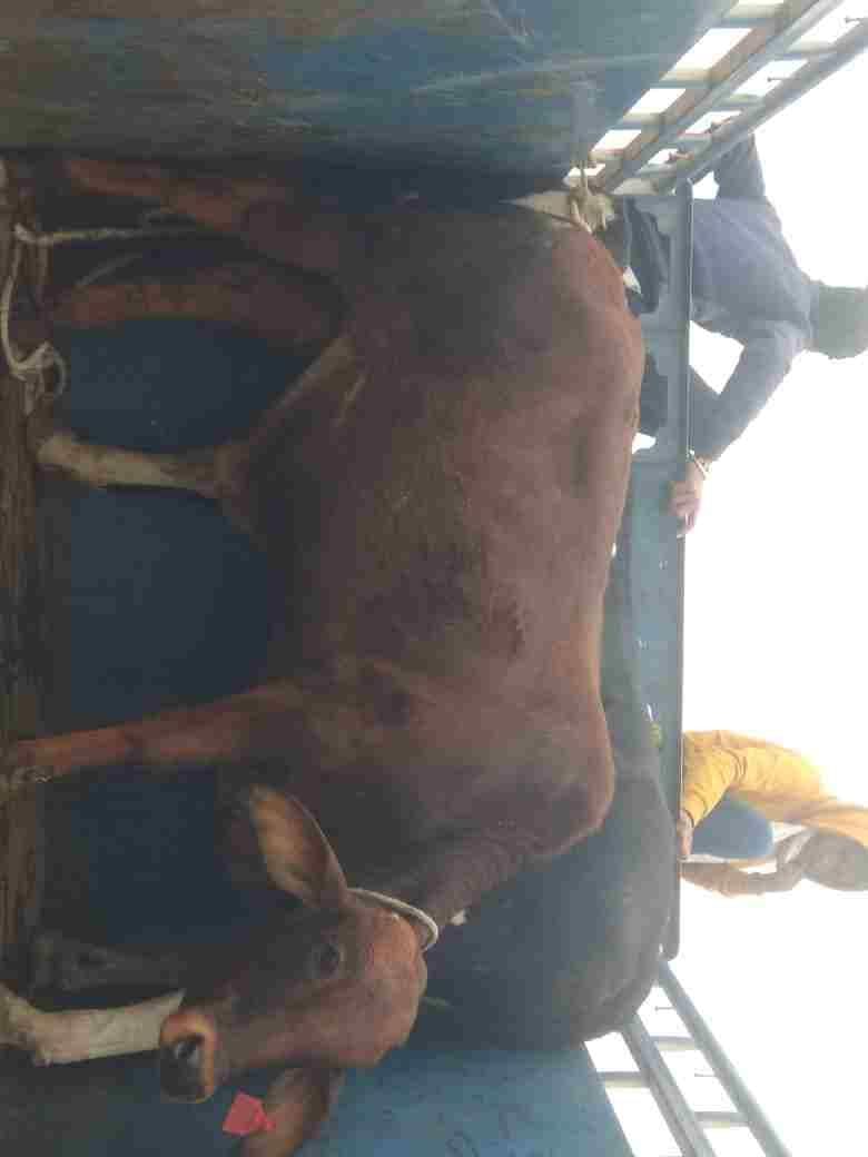 Campaign of destitute cows started to make Narnaul cattle free