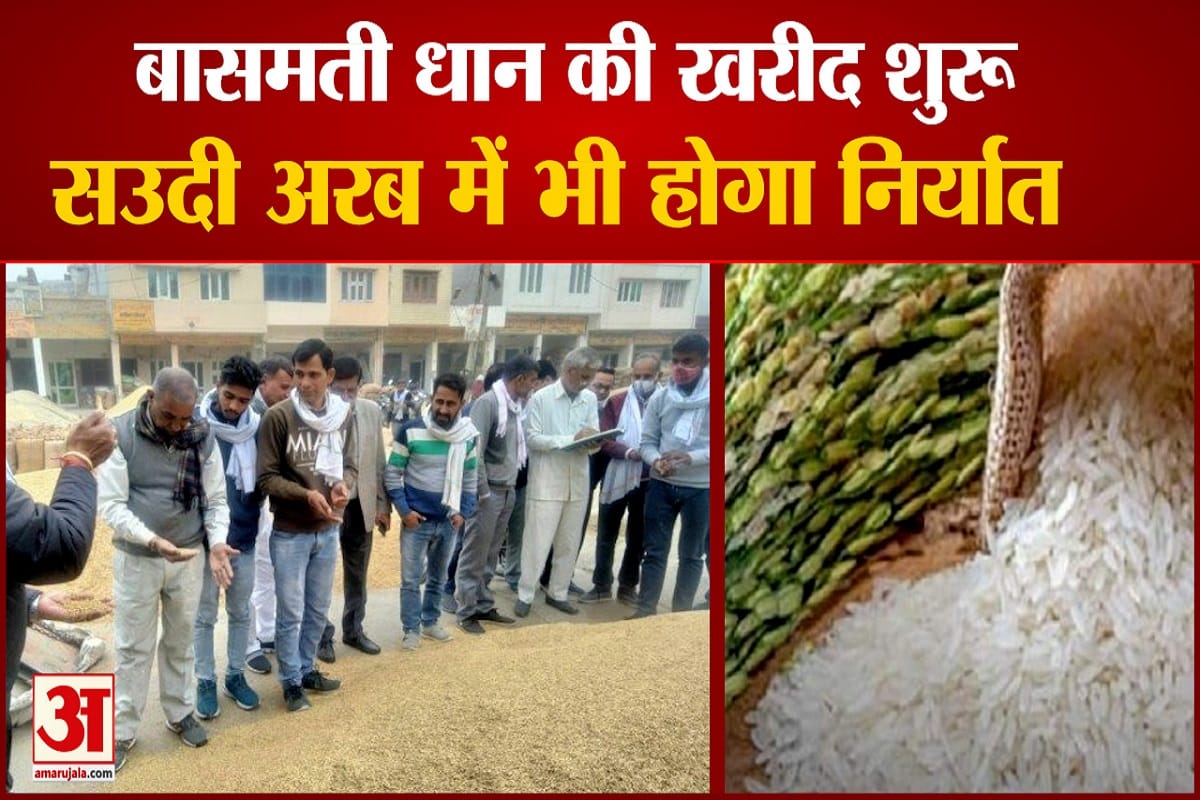 बासमती धान