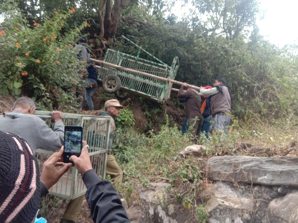 Forest department put cage to catch Guldar
