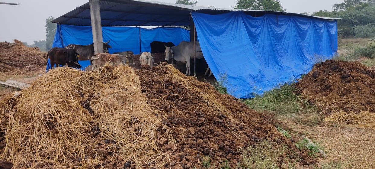 The cows are chilling in Silhoula elderly cowshed, once getting dry straw