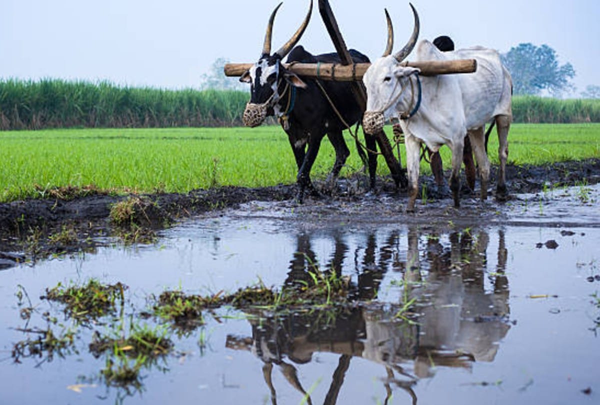 Pradhanmantri Krishi Sinchai Yojana know all important details about this scheme