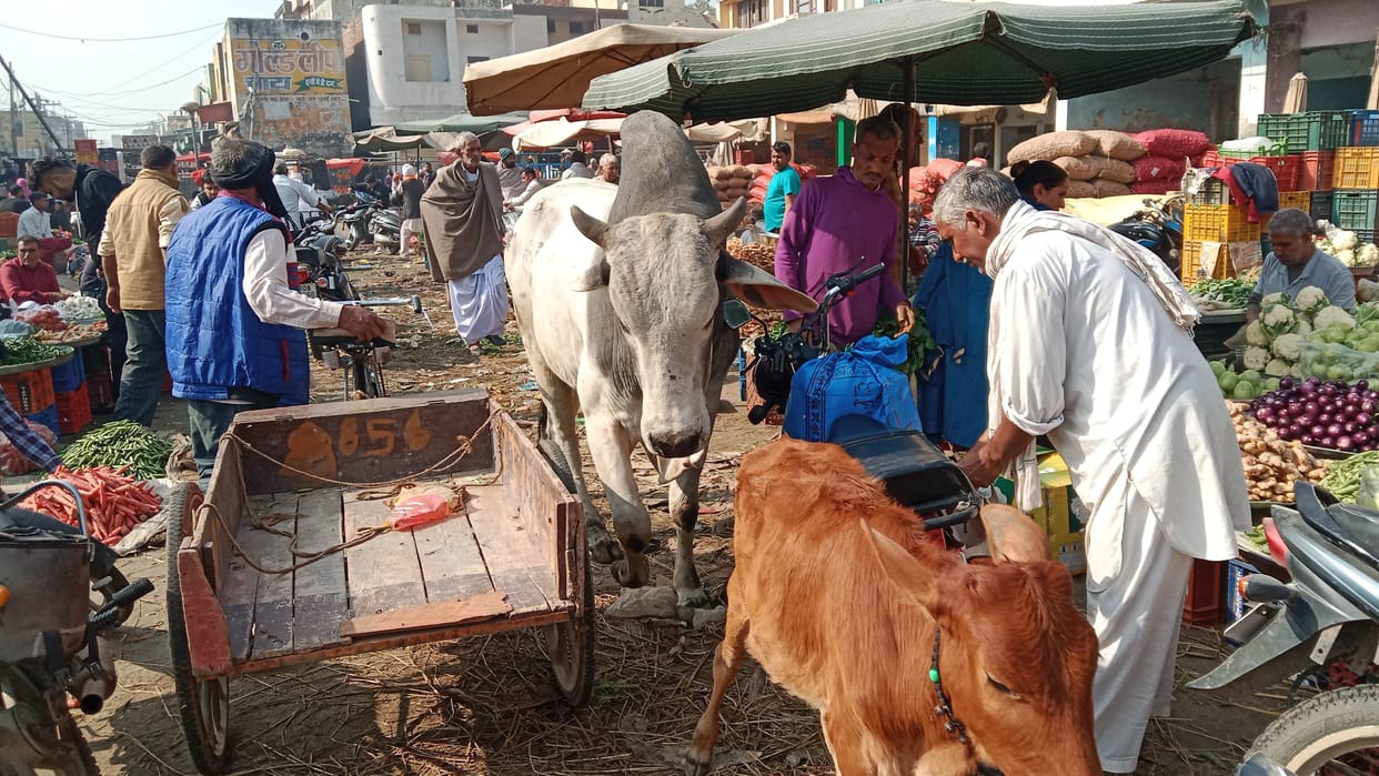 Due to non-lifting of garbage, heaps of garbage in the vegetable market