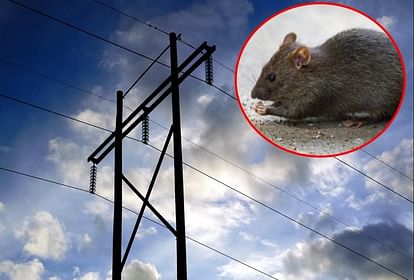 Electricity stalled for nine hours due to rat in Kushinagar