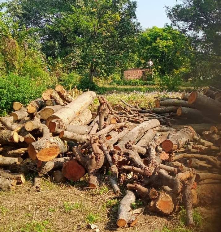Horticulture department got the saw run on green trees
