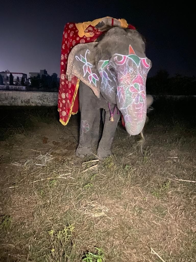 Hathras: Elephant found unclaimed on Aligarh road, sent to Mathura
