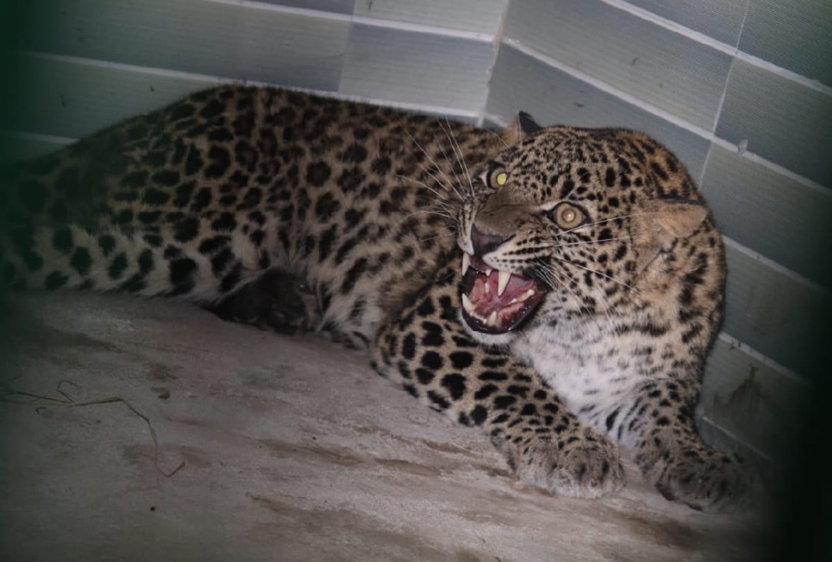 Bundelkhand: Leopard roaming in city, village, near humans settlement