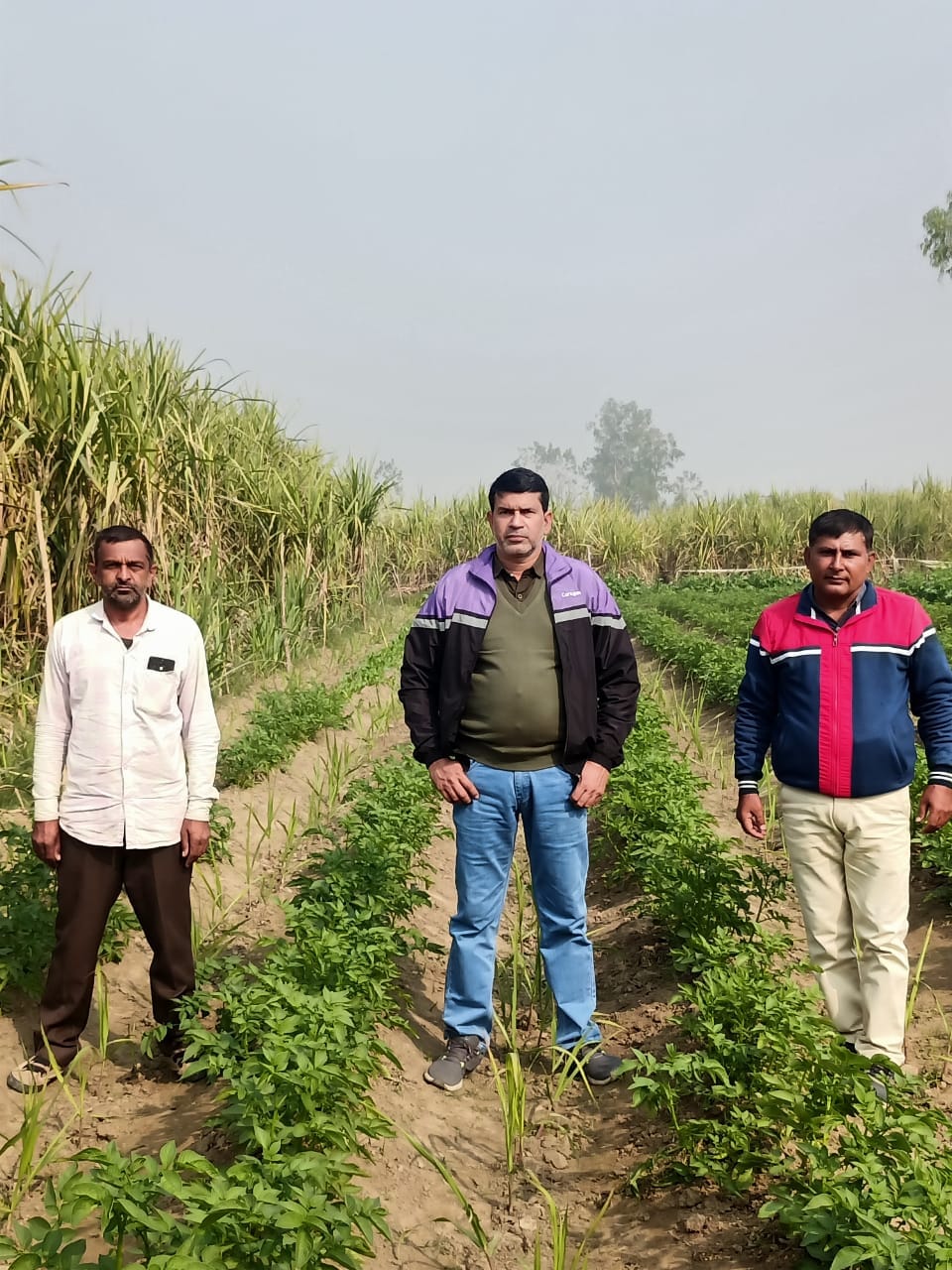 Farmer grows potatoes in sugarcane field