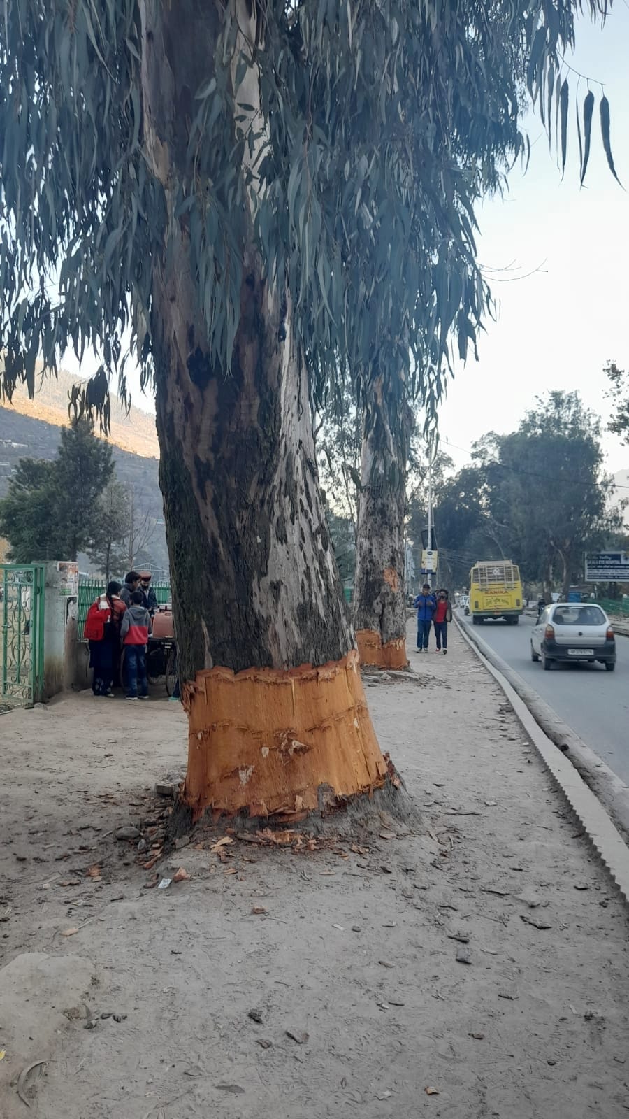 One dozen tress to be fell for the sake of Mallroad in Dhalpur