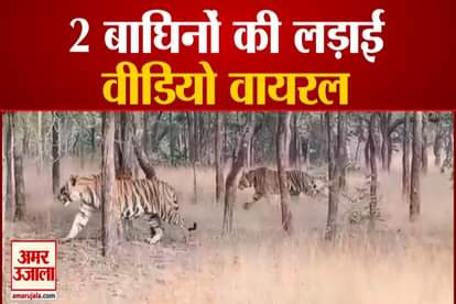 Video Viral : Two Tigress Fighting in Panna National Park