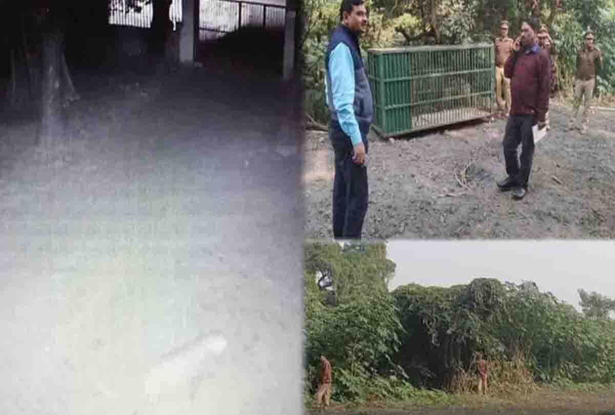 forest department team could not catch the leopard