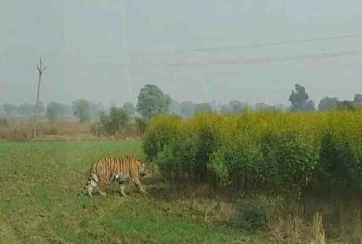 Cheetah reached the farm in chitrakoot up