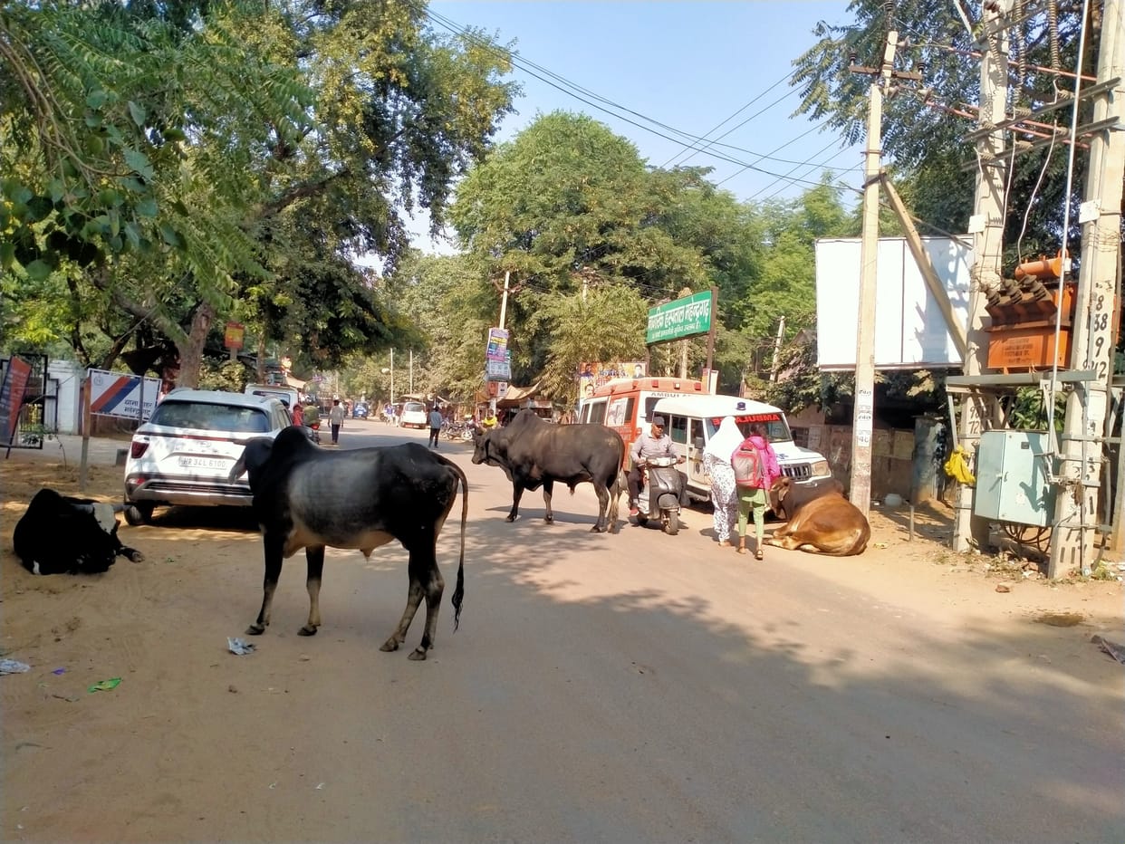 600 destitute animals roaming in Mahendragarh city, no arrangement for relief
