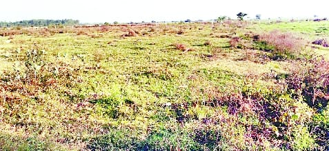 Destroyed 900 trees in Manjha rural forest with the intention of grabbing land