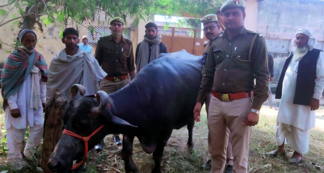 Police found the owner of the buffalo in two days