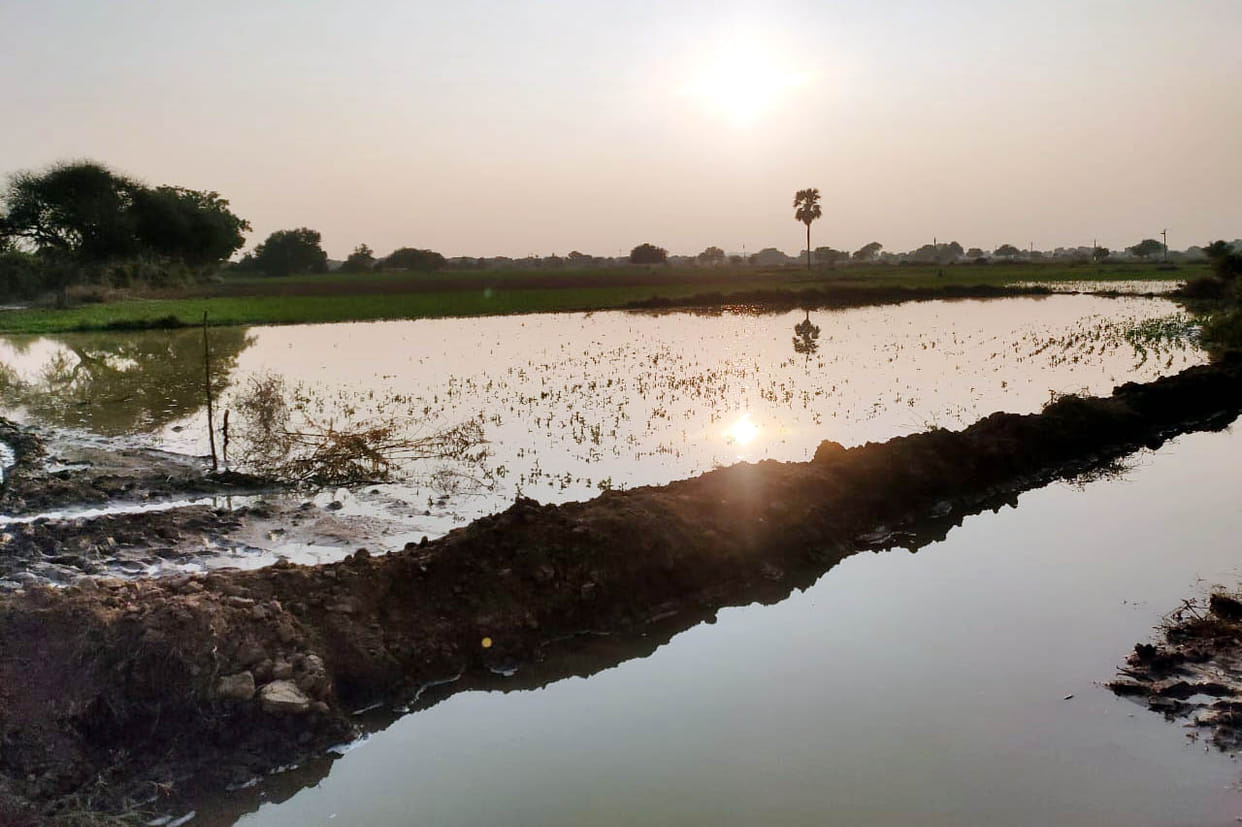 Hundreds of bigha crops submerged