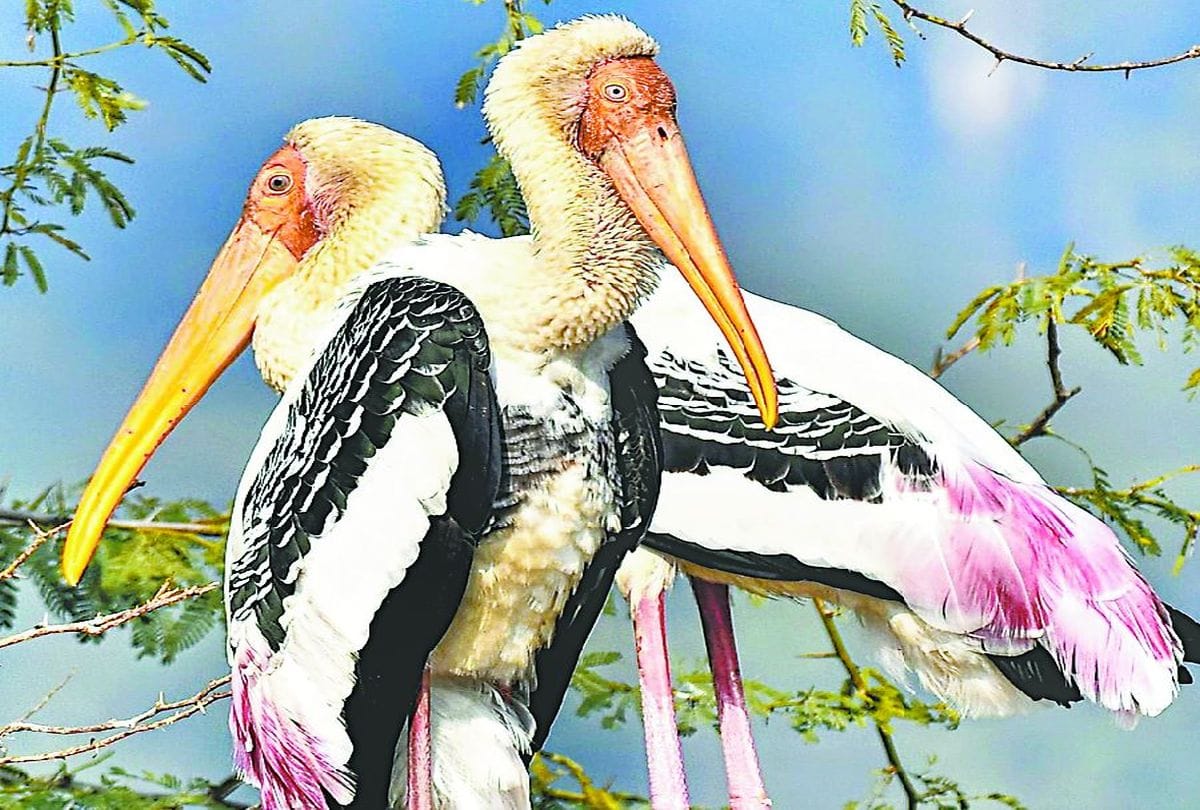Keetham Lake Bar Headed Goose Pelican, Northern Showler Painted Stork Reached