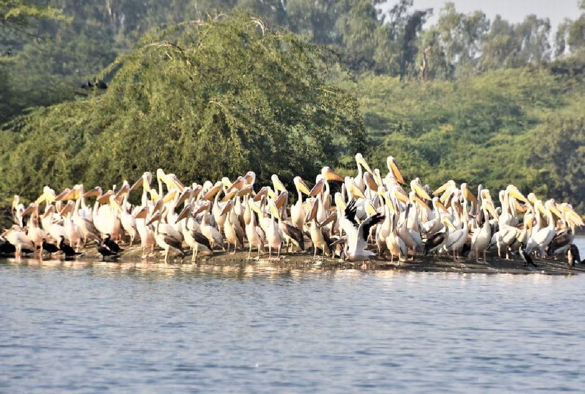 Keetham Lake Bar Headed Goose Pelican, Northern Showler Painted Stork Reached