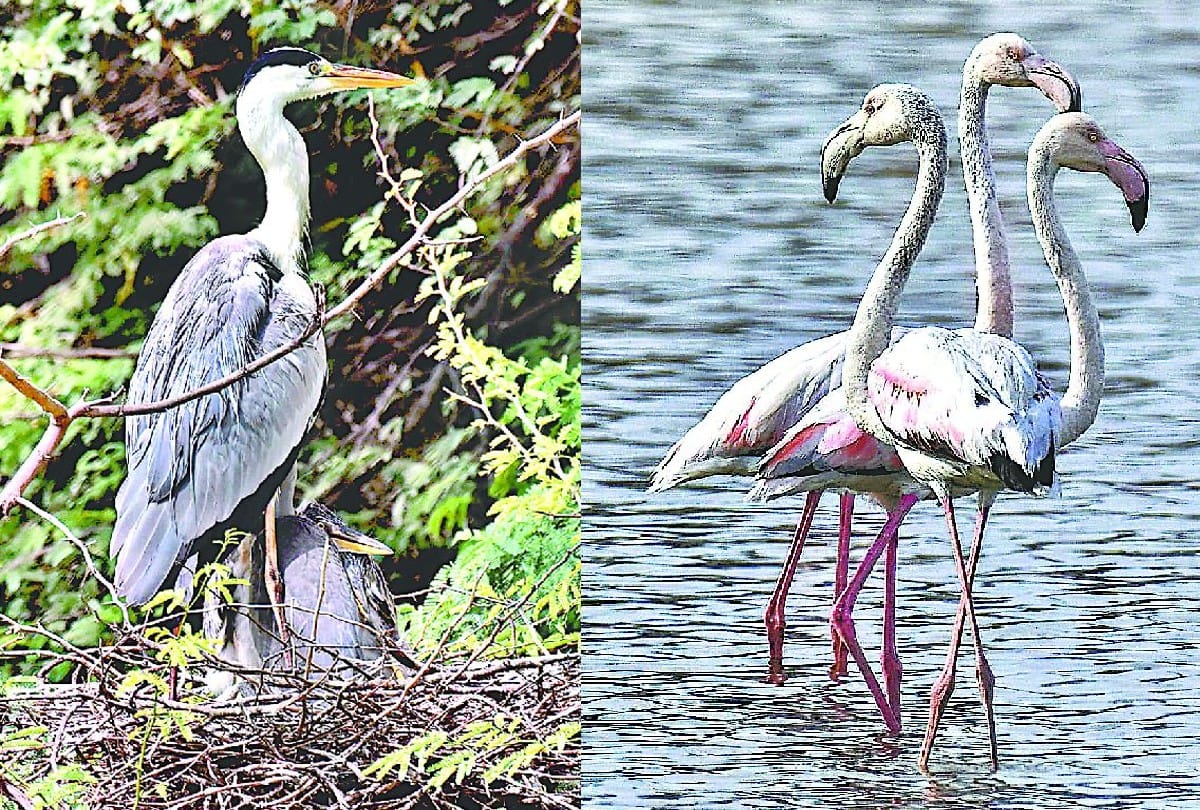 Keetham Lake Bar Headed Goose Pelican, Northern Showler Painted Stork Reached