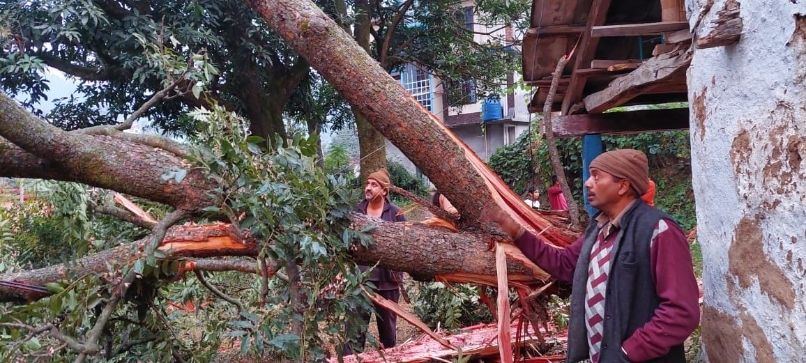 Tree was torn apart due to lightning in Mandi