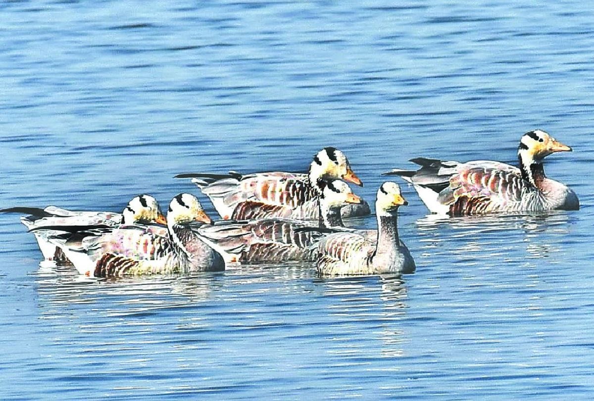 Keetham Lake Bar Headed Goose Pelican, Northern Showler Painted Stork Reached