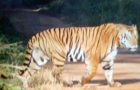Tourists were shocked to see a tiger standing at a distance of a hundred meters in Dudhwa Park