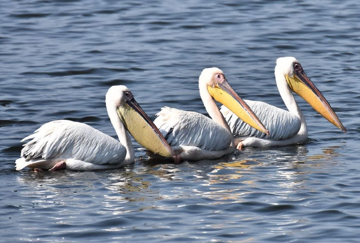 Keetham Lake Bar Headed Goose Pelican, Northern Showler Painted Stork Reached
