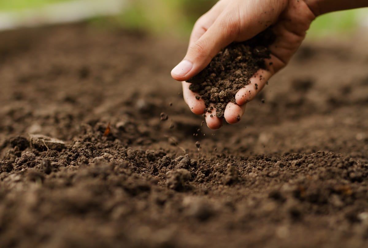 central university of himachal pradesh research for treatment of soil