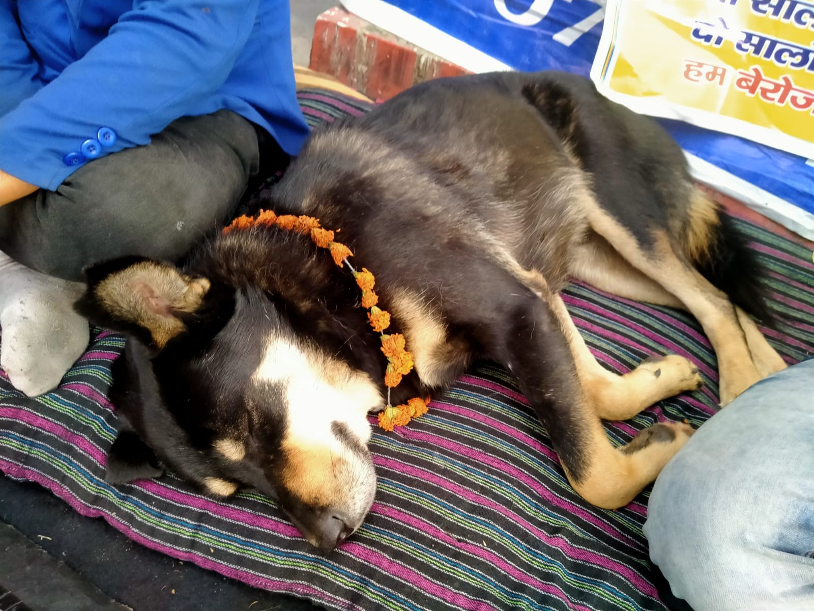 uttarakhand news: a street dog sit on dharna with youth in dehradun, see photos