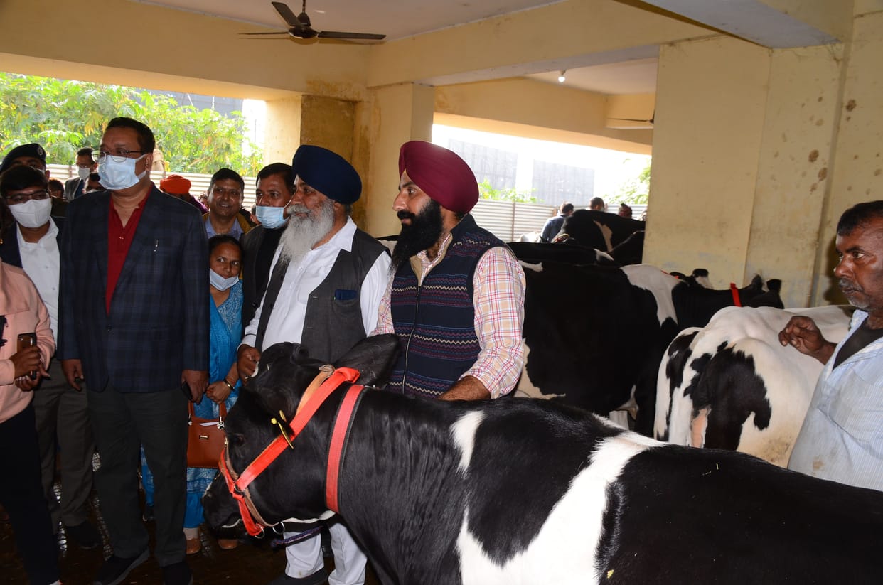 cattle ranchers gathered to buy milch cattle in cattle money fair