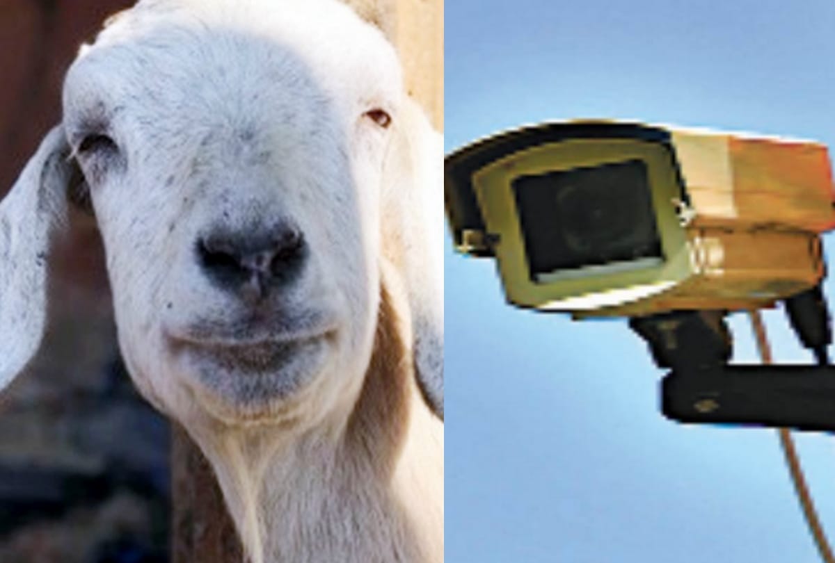 Thieves came in luxury car and stolen five goats.