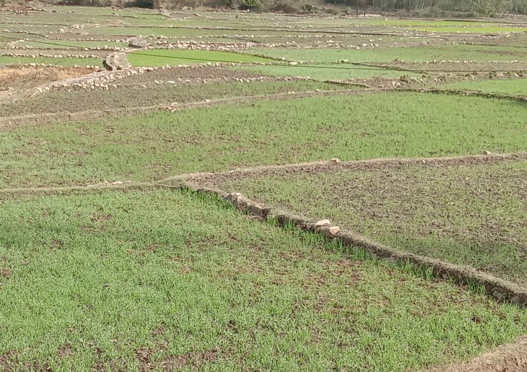 Rain in Good For Farming