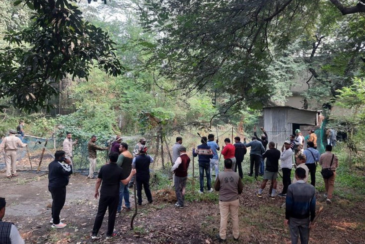 Indore: Seeing the women in Navratan Bagh, the leopard ran over the wall, caught near the rest house