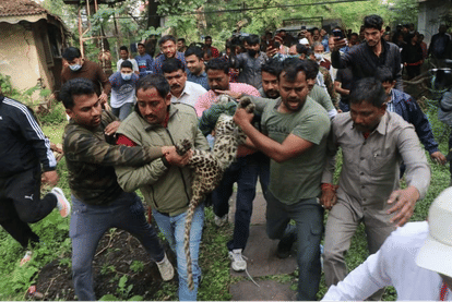 Indore: The story of the leopard's escape till the meeting... the eight-month-old cub blew everyone's senses ... after five days, the worry removed from the faces