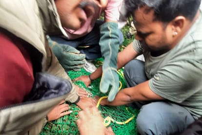 Indore: The story of the leopard's escape till the meeting... the eight-month-old cub blew everyone's senses ... after five days, the worry removed from the faces
