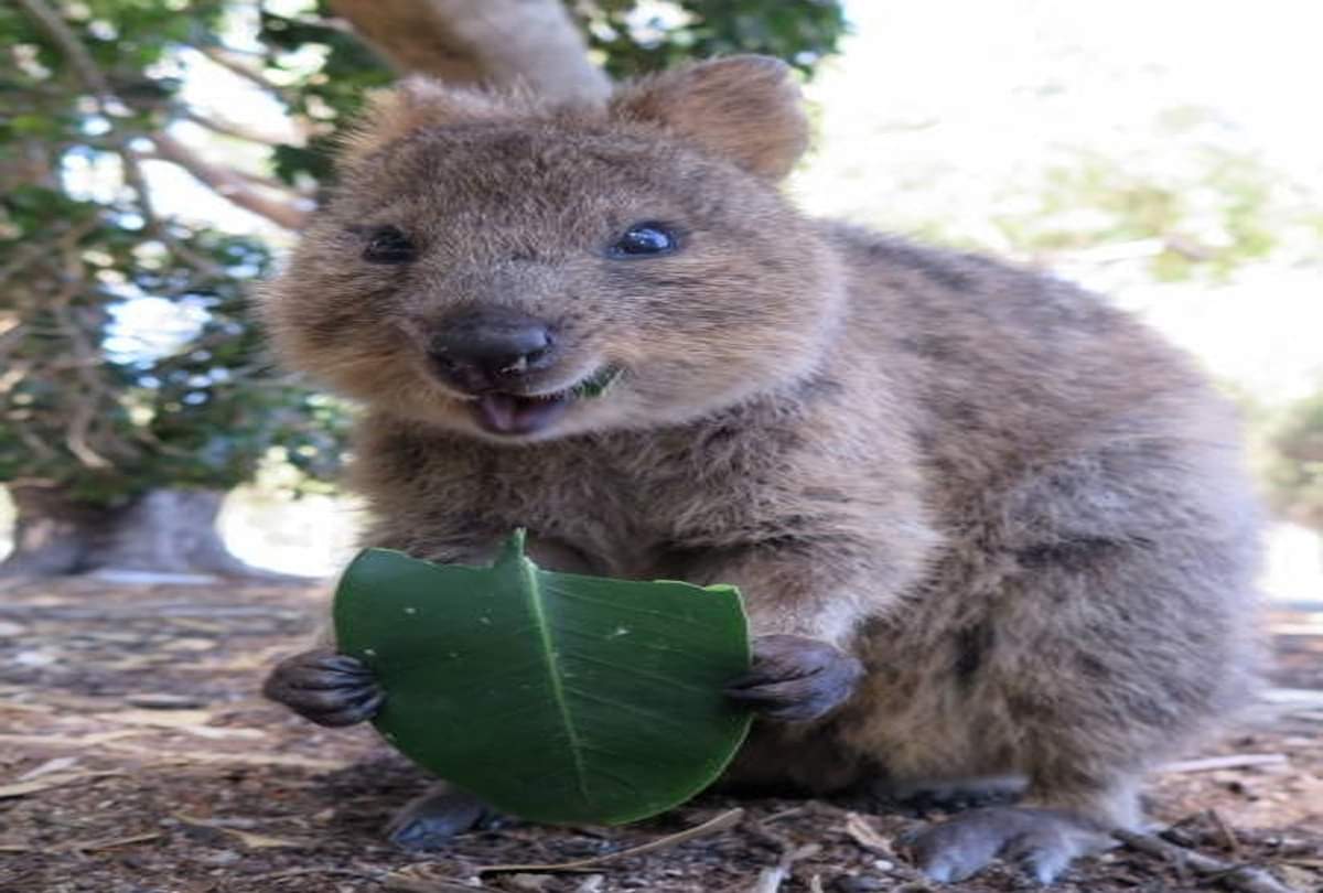 quokka is happiest animal on earth know about this weird animal