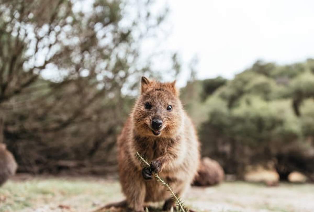 quokka is happiest animal on earth know about this weird animal