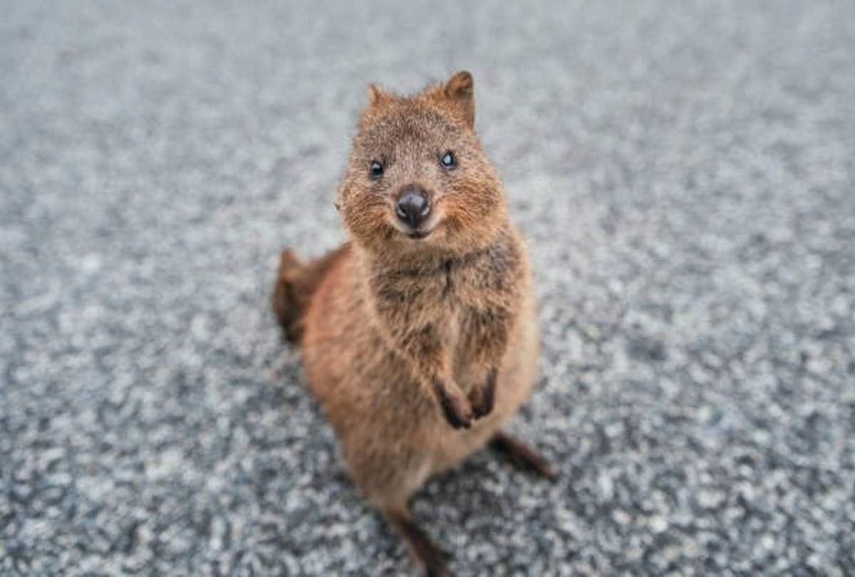 quokka is happiest animal on earth know about this weird animal