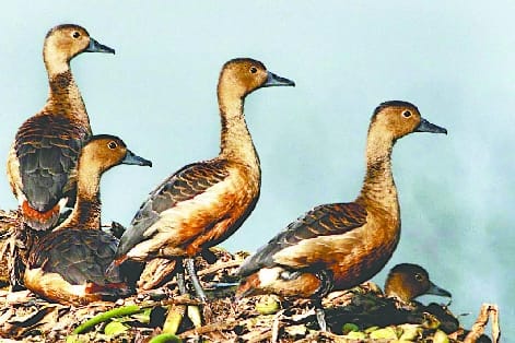 Alert in Dudhwa after the death of hundreds of migrant birds in PTR