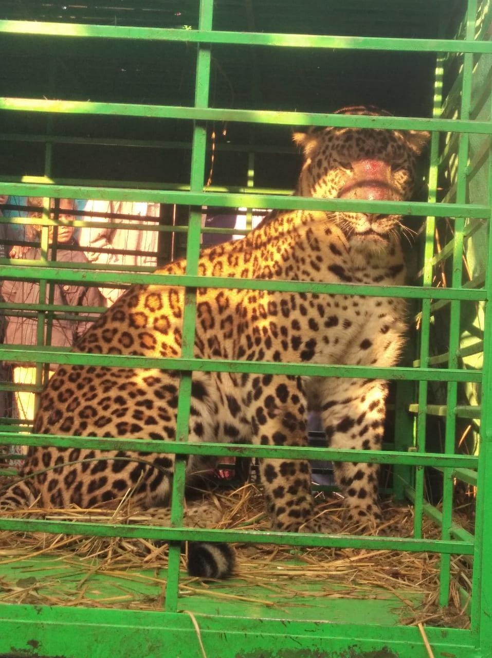 The leopard came under control after being trapped in the cage on the fourteenth day