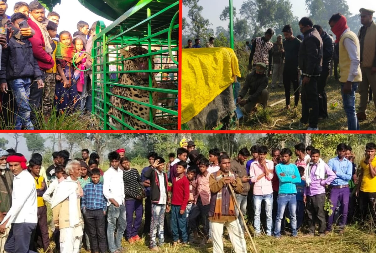 dreaded leopard imprisoned in cage of Forest Department in Maharajganj