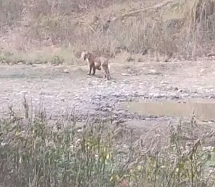 Tiger was seen for the first time to the tourists in Motichur range