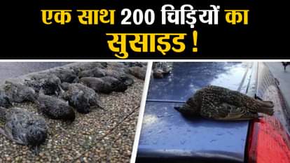 know about 200 birds died outside hospital of spain