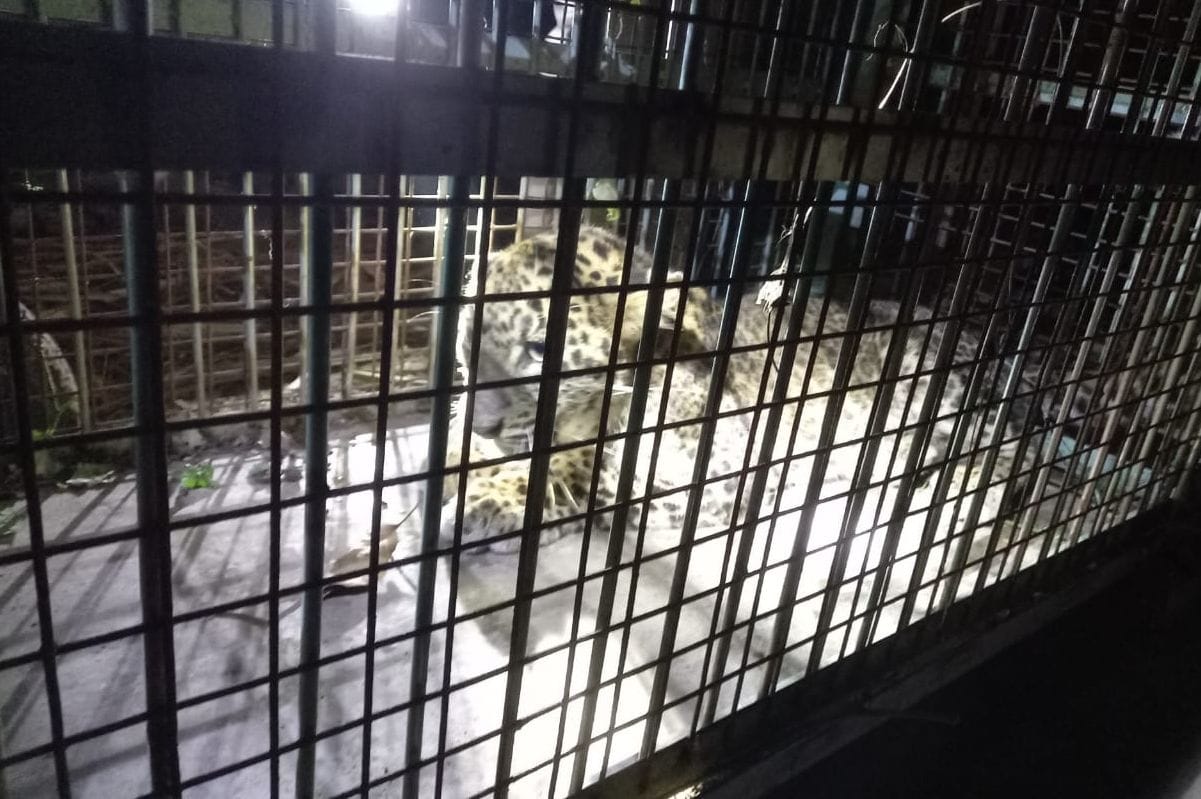 The guldar entered the animal enclosure over the wall of the house