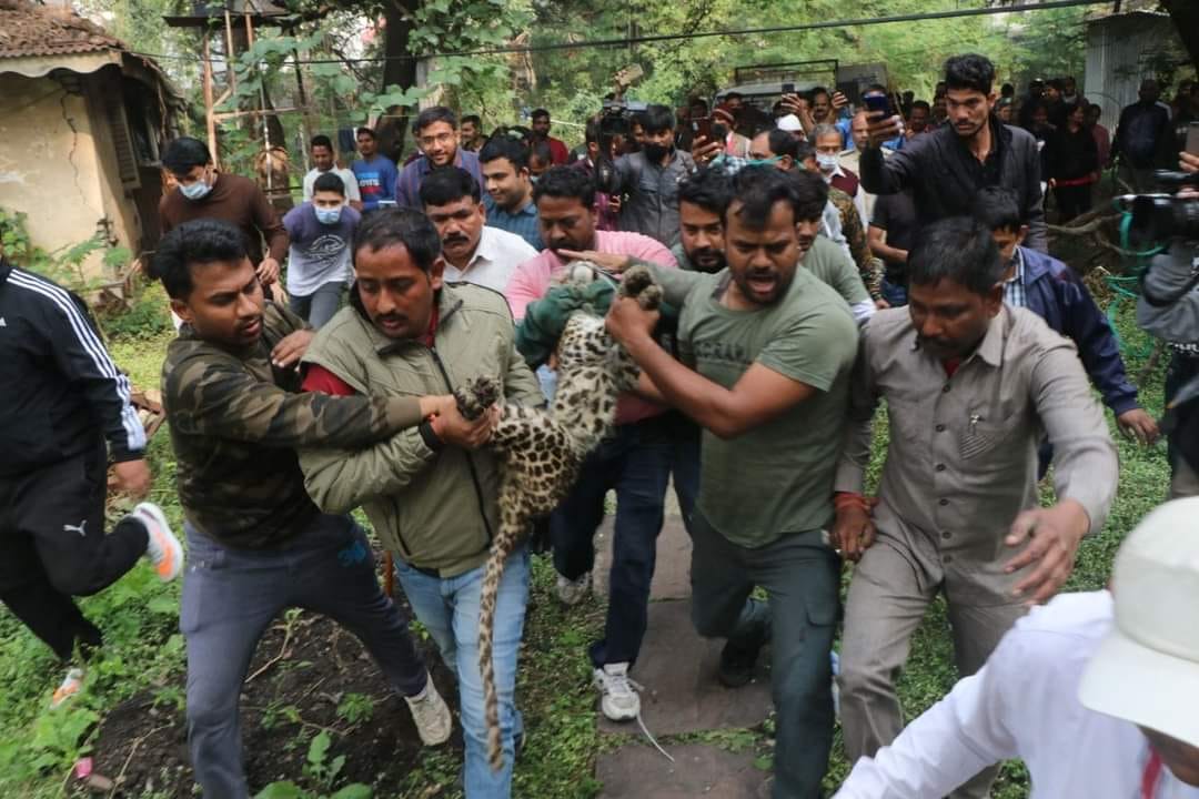 Indore: There was a twist in the leopard case, the female leopard was in the paper, what was caught is the male ... the answer to many questions still unanswered